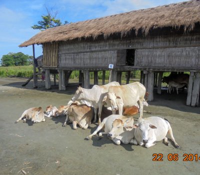 Laika Rikbi village 