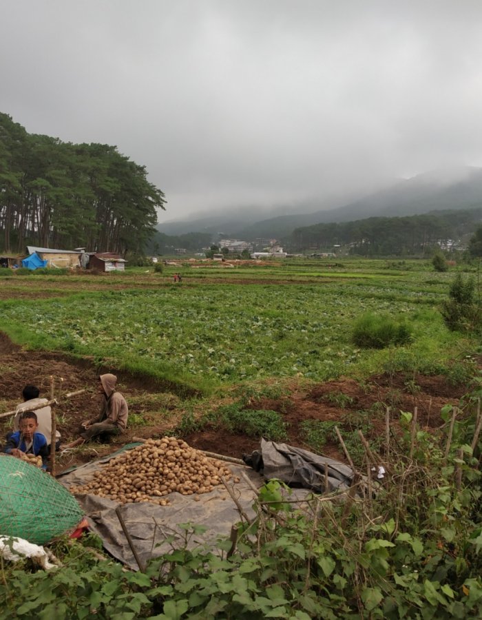 A view of U Lum Syiem Lum Mawpat range and the fertile farm lands at its foot hills, producing paddy, potato and other vegetables at Mawroh-Mawlai area